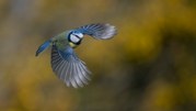M Ellis - Blue Tit in flight